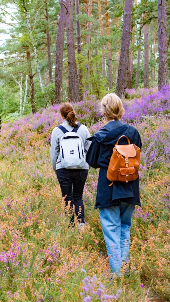Two people hiking through the vibrant Fontainebleau forest during summer, surrounded by blooming heather.