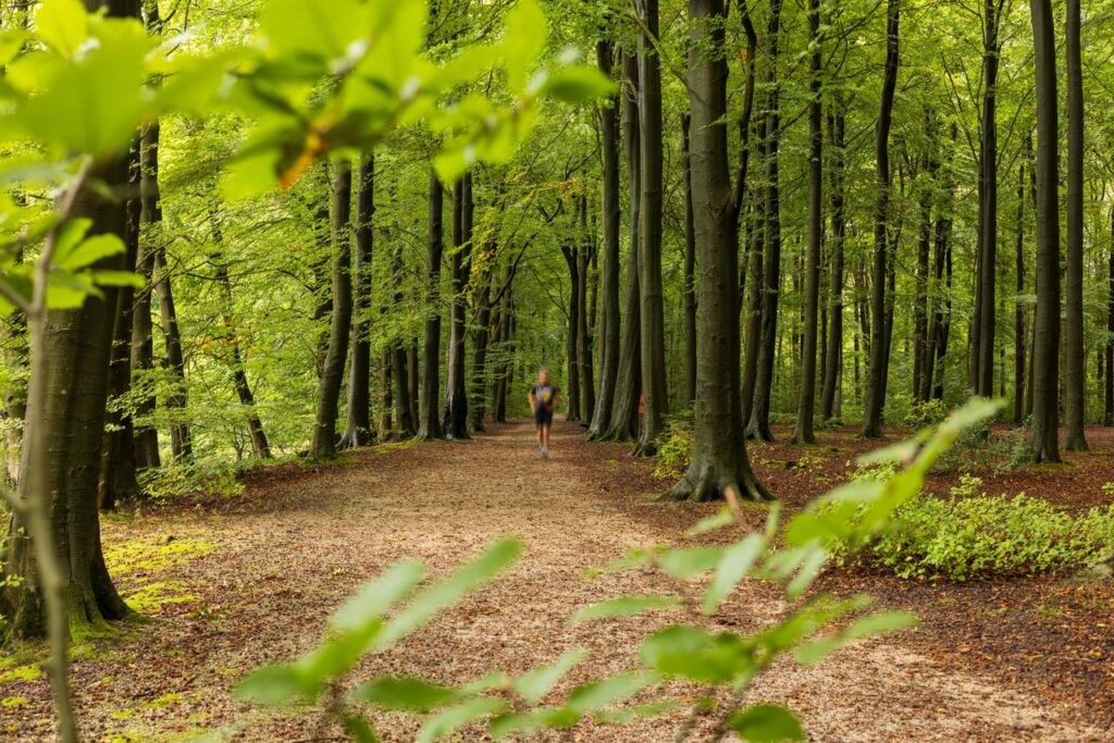 pexels photo 28731798 A lone runner on a tranquil path surrounded by lush green forest trees.
