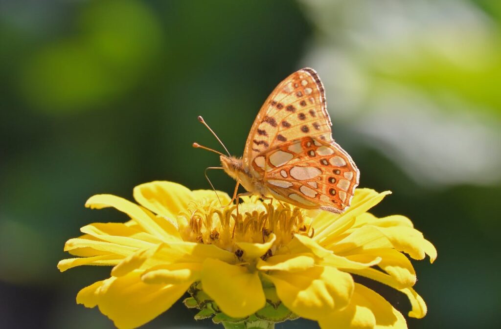 A colorful fritillary butterfly perched on a yellow zinnia in a summer garden.